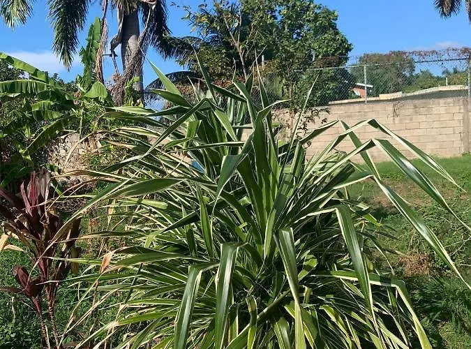 Mango Walk Montego Bay